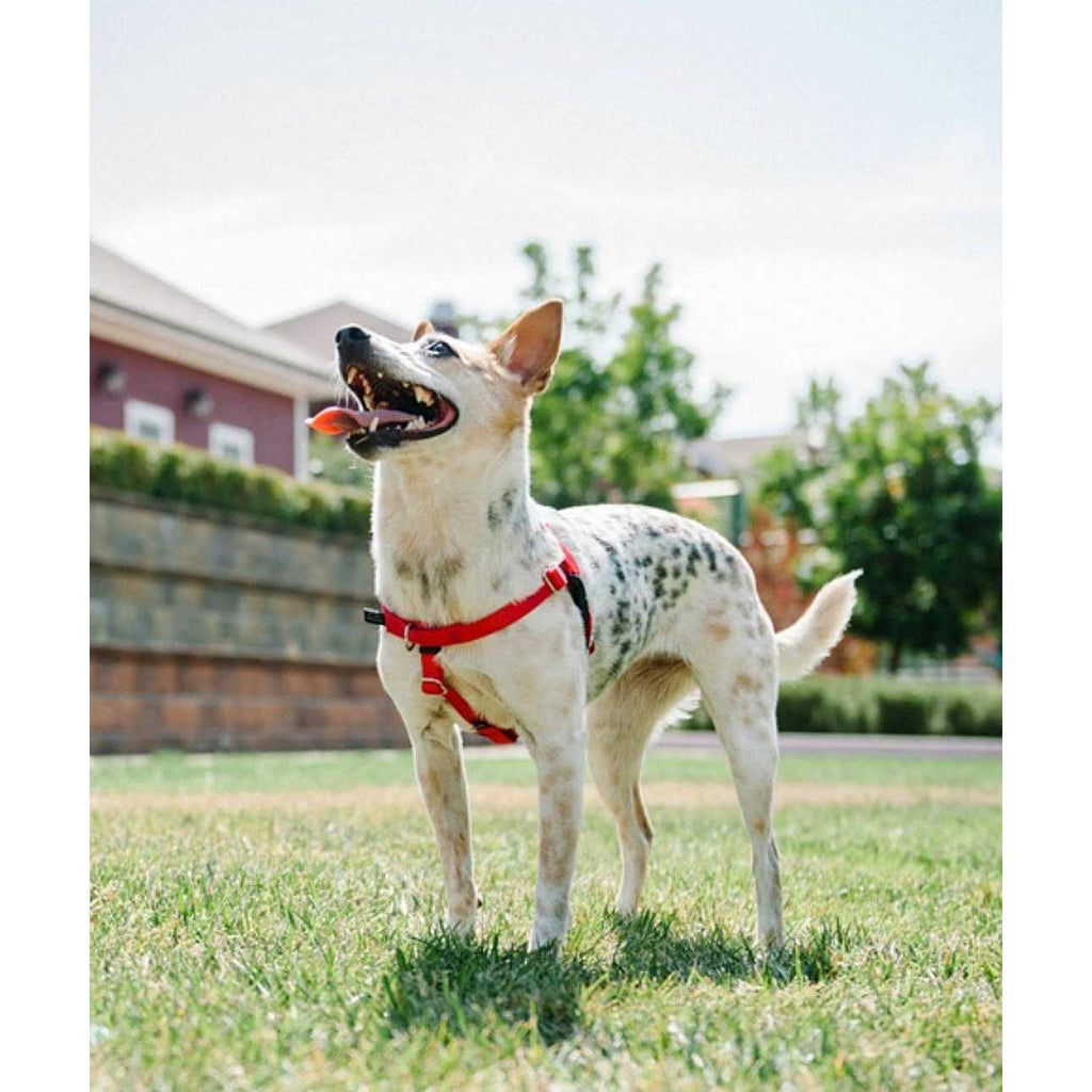 No Pull Dog Harness Leash R87210