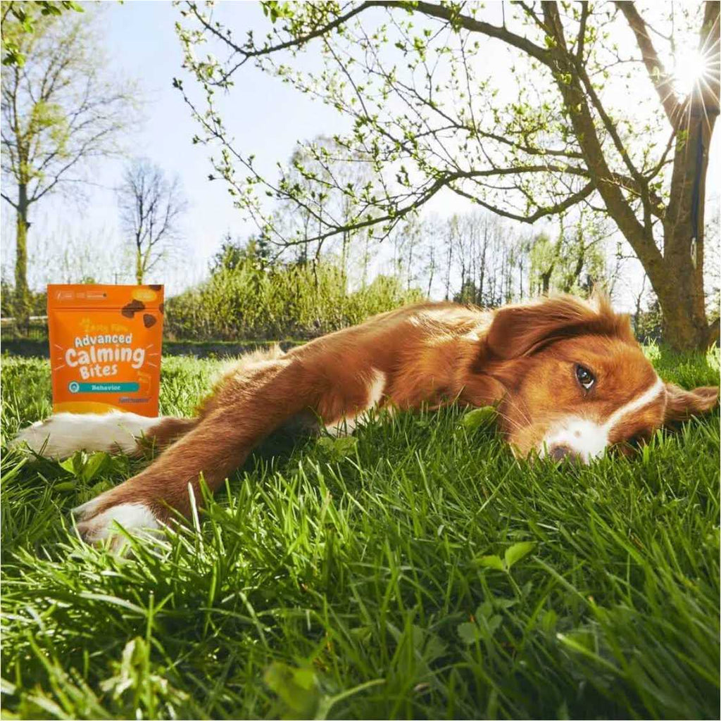 Calming Bites for Dogs V7930
