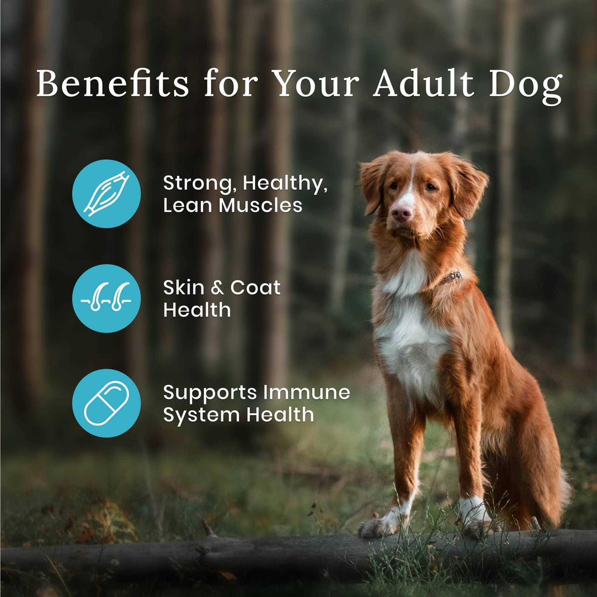 Dog Food U923860