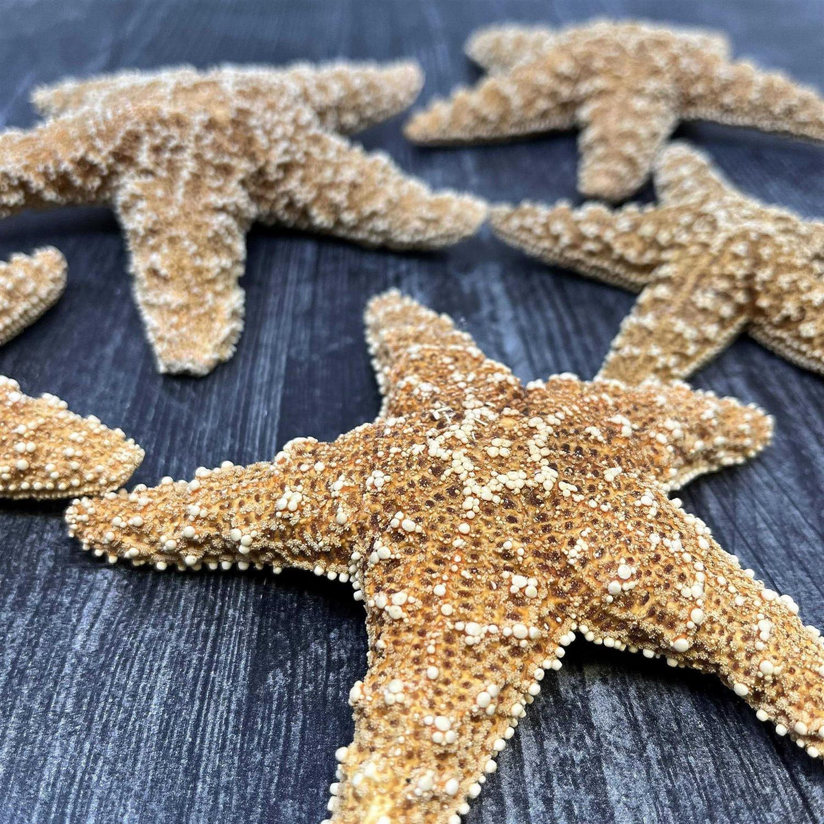 4 6 inch Starfish Decor M457