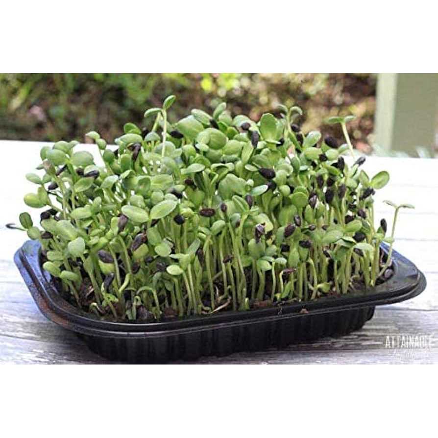 Certified Organic Black Oil Sunflower Seeds J78628