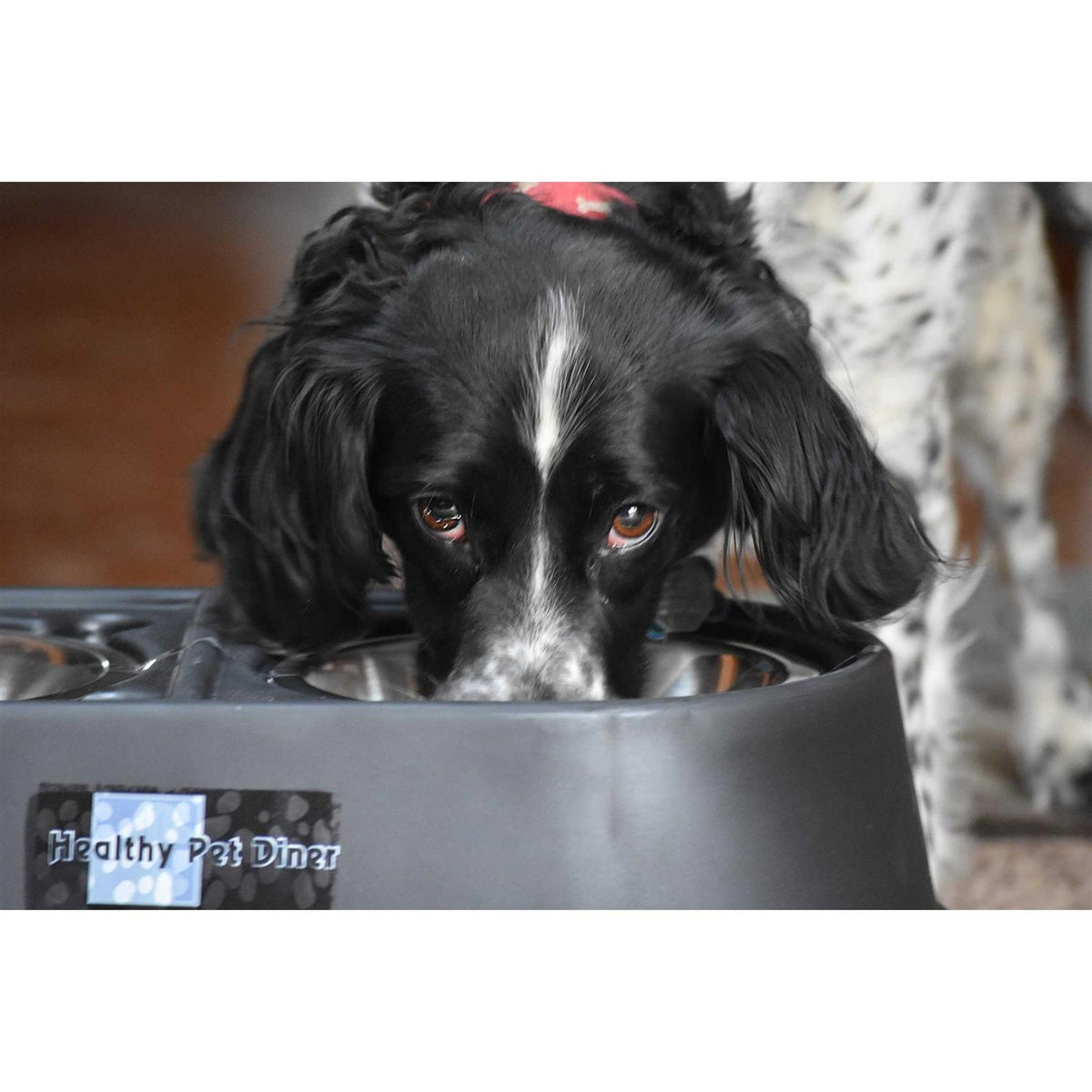 Elevated Dog Feeder I377151