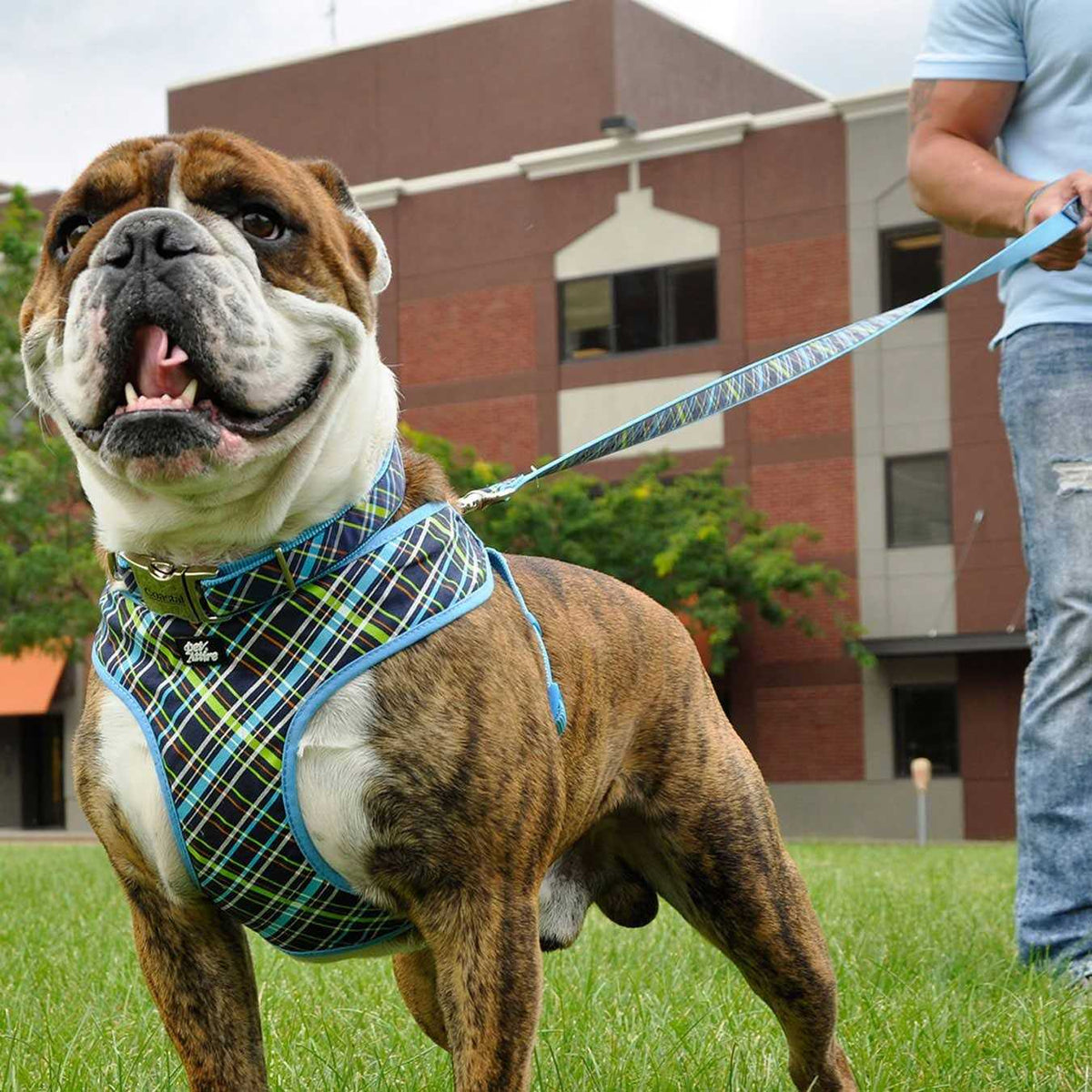 Adjustable Dog Harness V2674