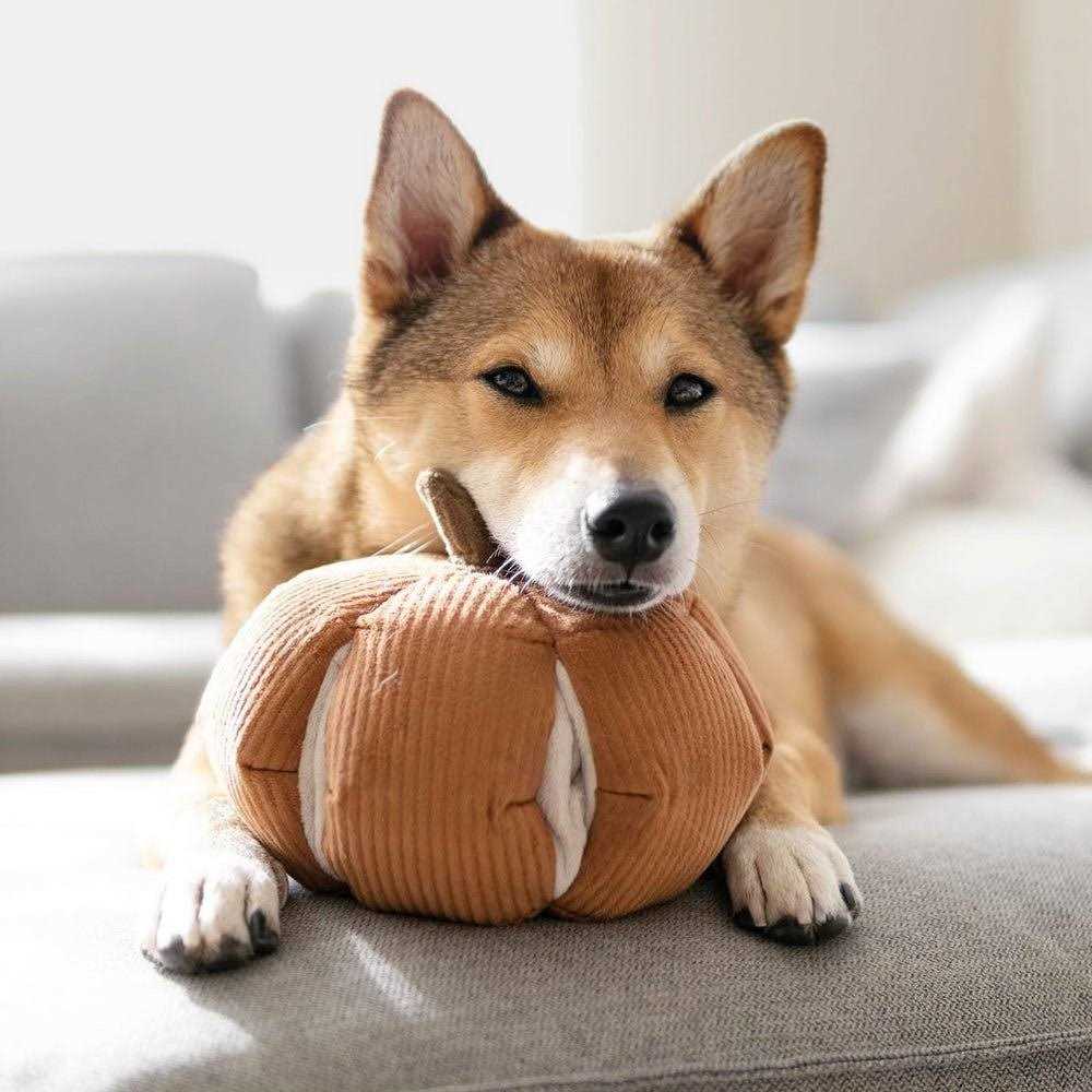 Snuffle Gourd Dog Toy V971072
