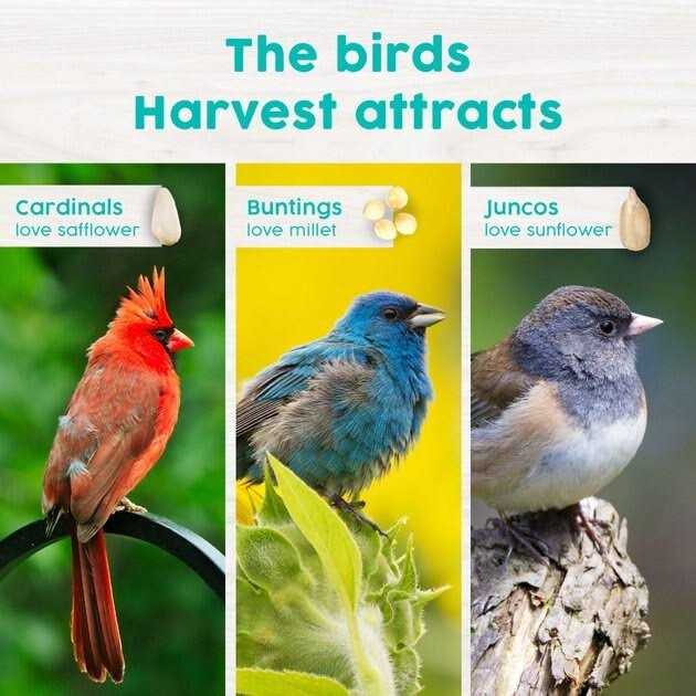 Wild Bird Food G443851