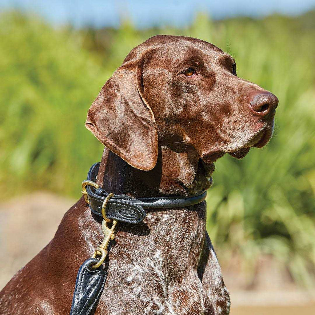 Rolled Leather Dog Collar R184
