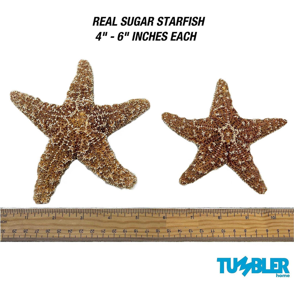 4 6 inch Starfish Decor M457