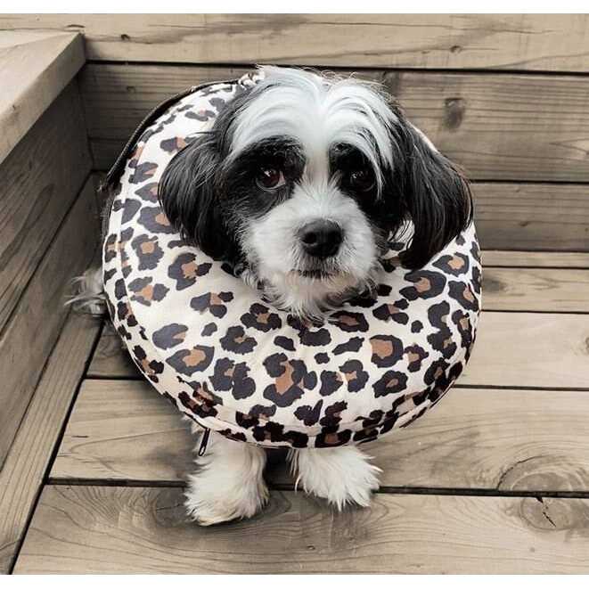 Dog & Cat Recovery Collar A470721