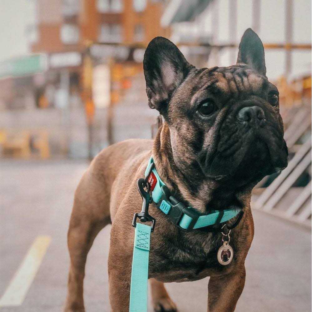 Waterproof Dog Collar with QR passport W145751