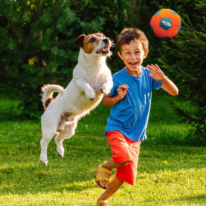 Soccer Ball Dog Toy I1076