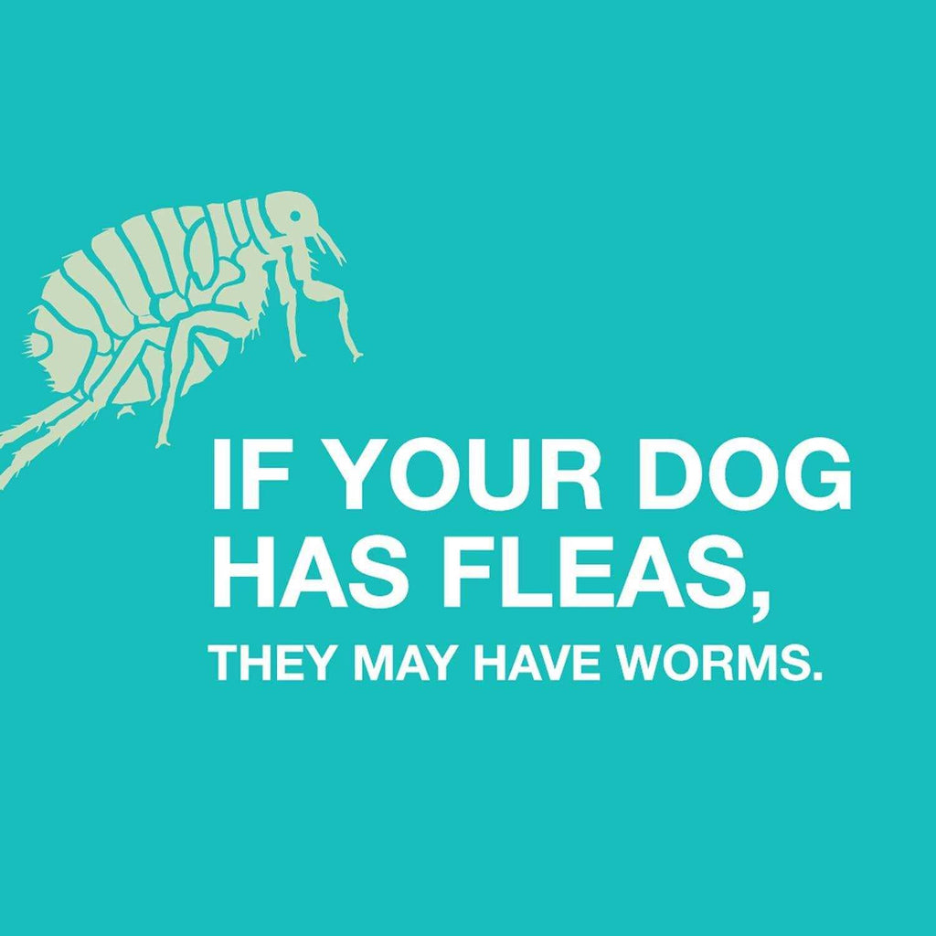 Dewormer for Medium Dogs X680