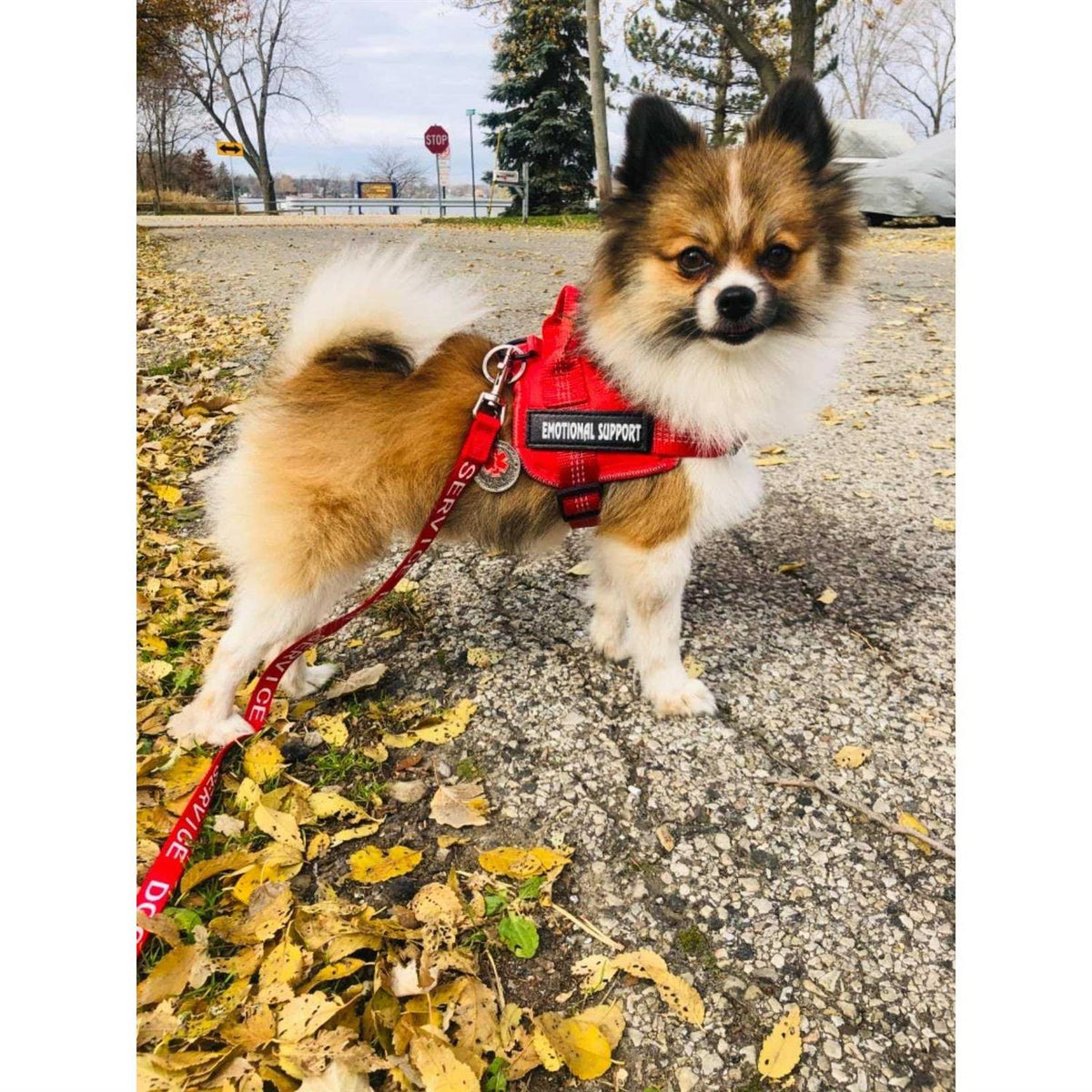 Reflective Breathable Adjustable No-Pull Dog Harness T312559