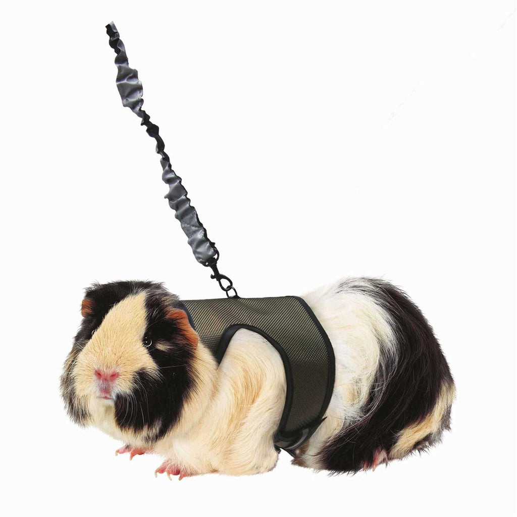 Harness Leash K137001