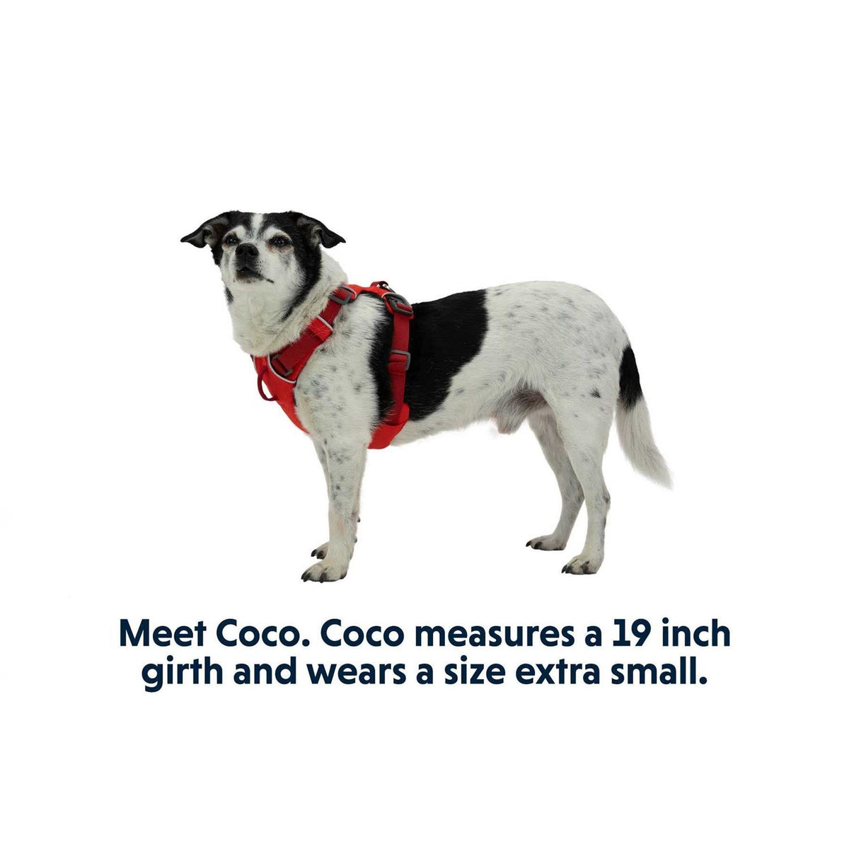Harness Z16897