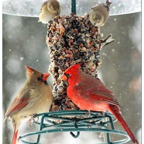 Wild Bird Feast Small Cylinder V4031
