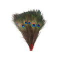 Stem Dyed Peacock Tail Feathers with Full Eyes I5725