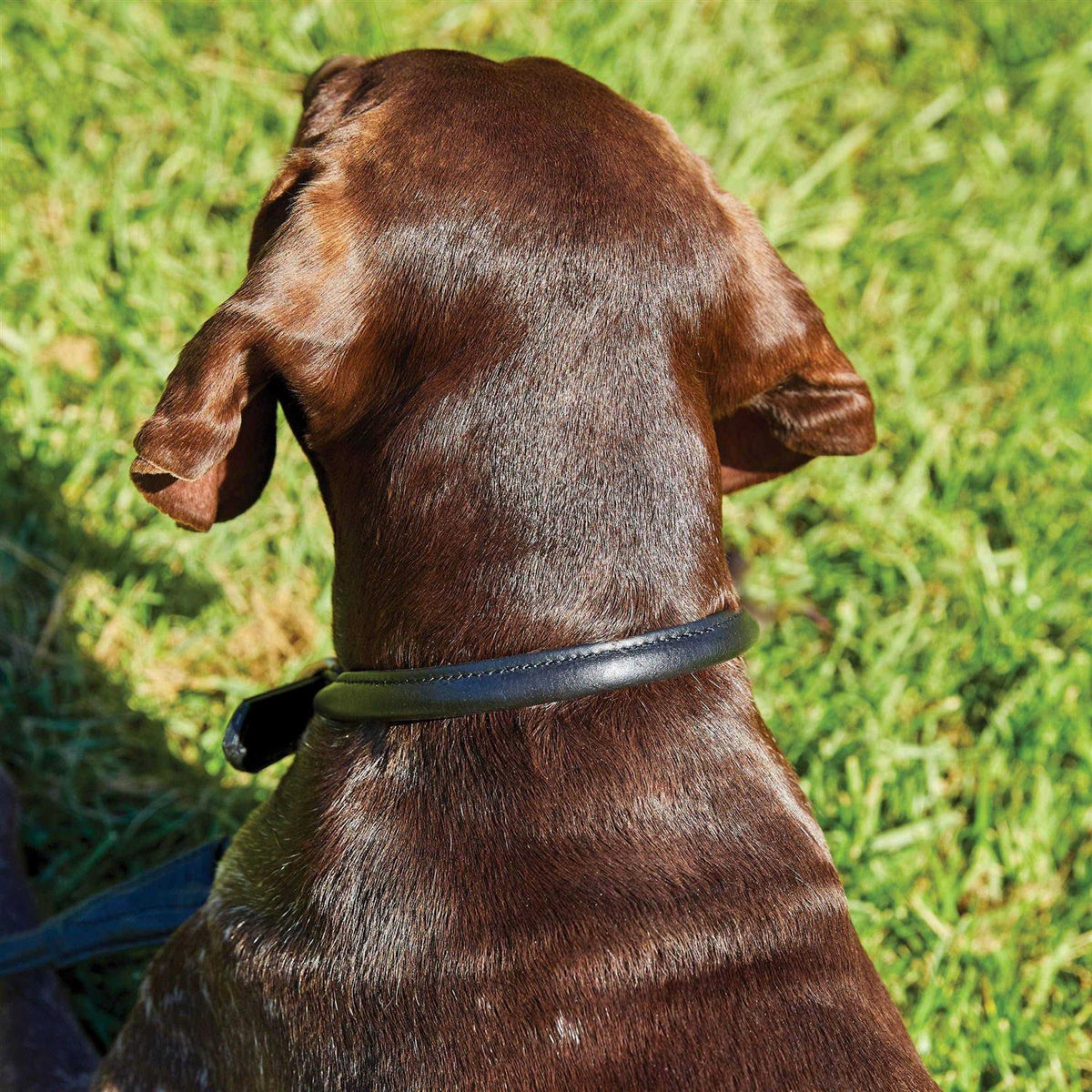 Rolled Leather Dog Collar R184