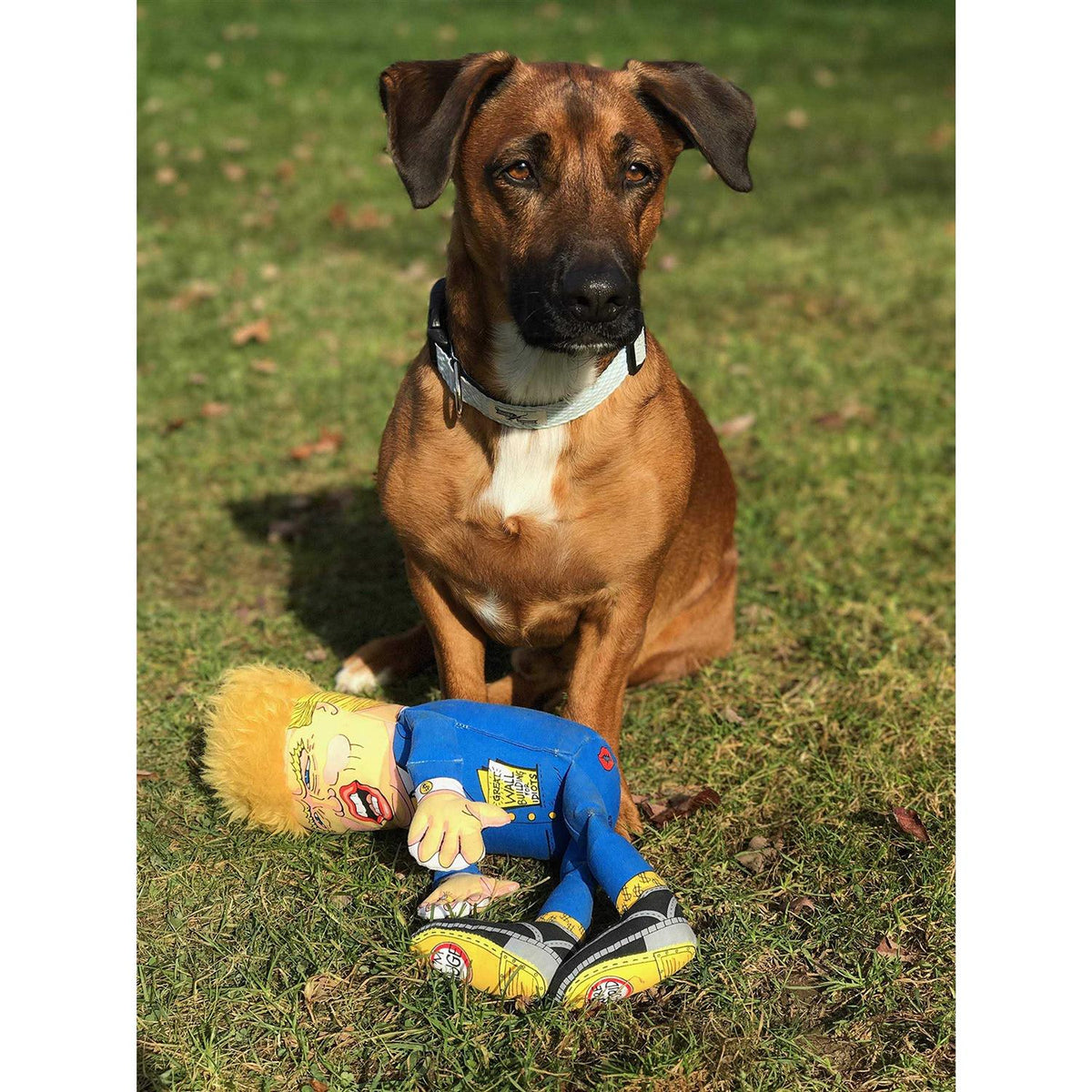 Dog Toy H719