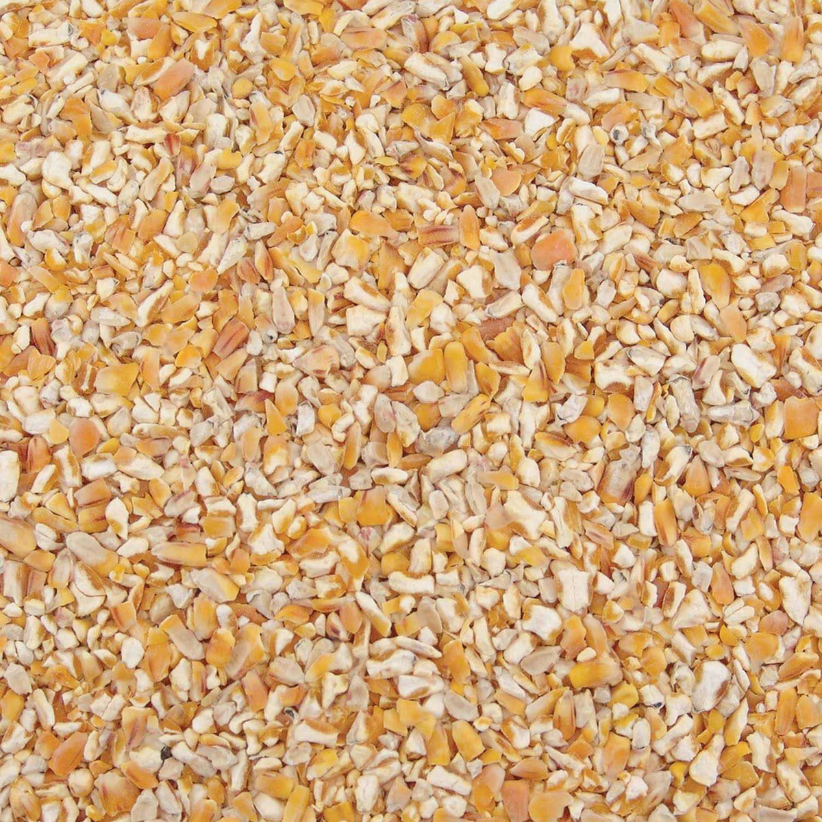 Corn L8851