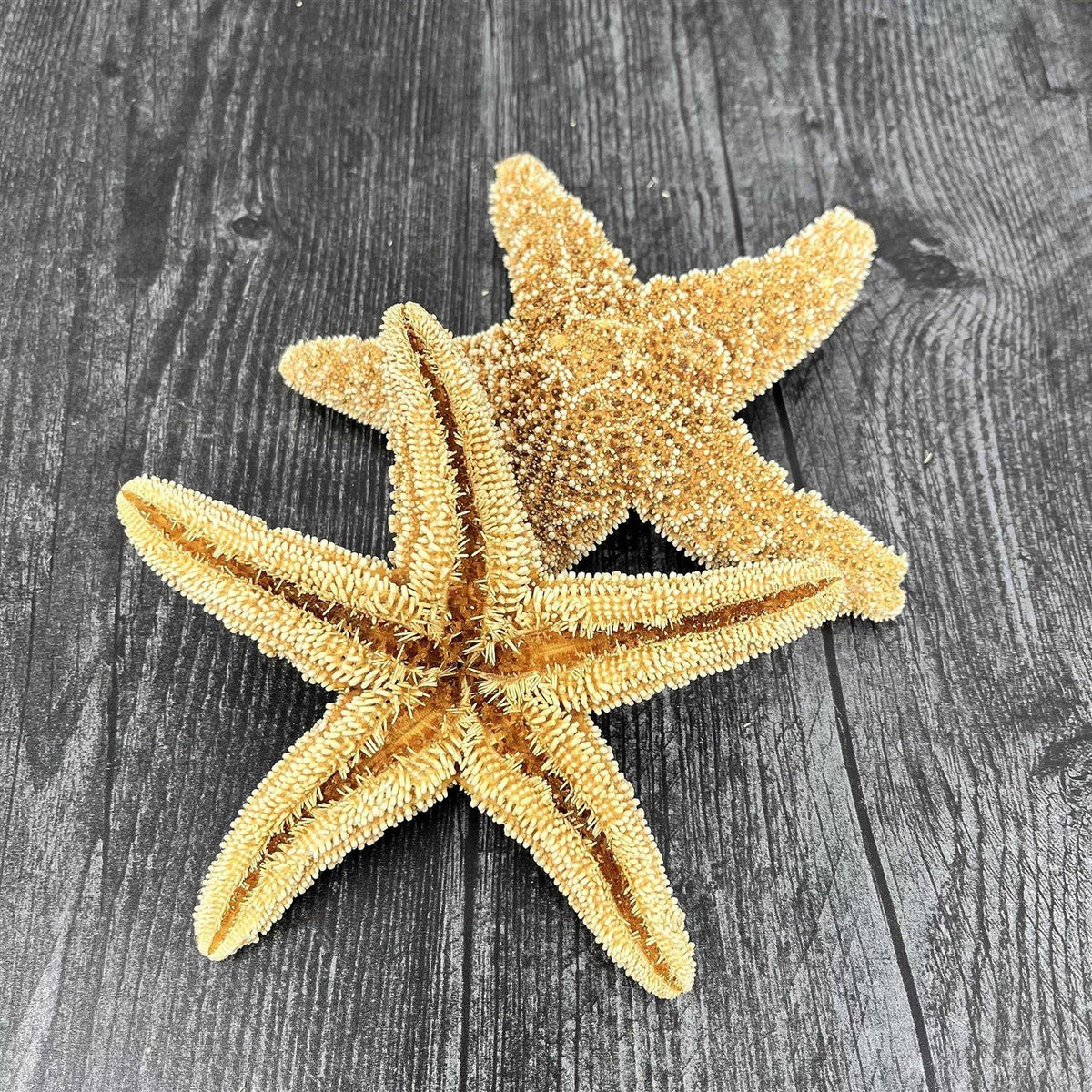 4 6 inch Starfish Decor M457