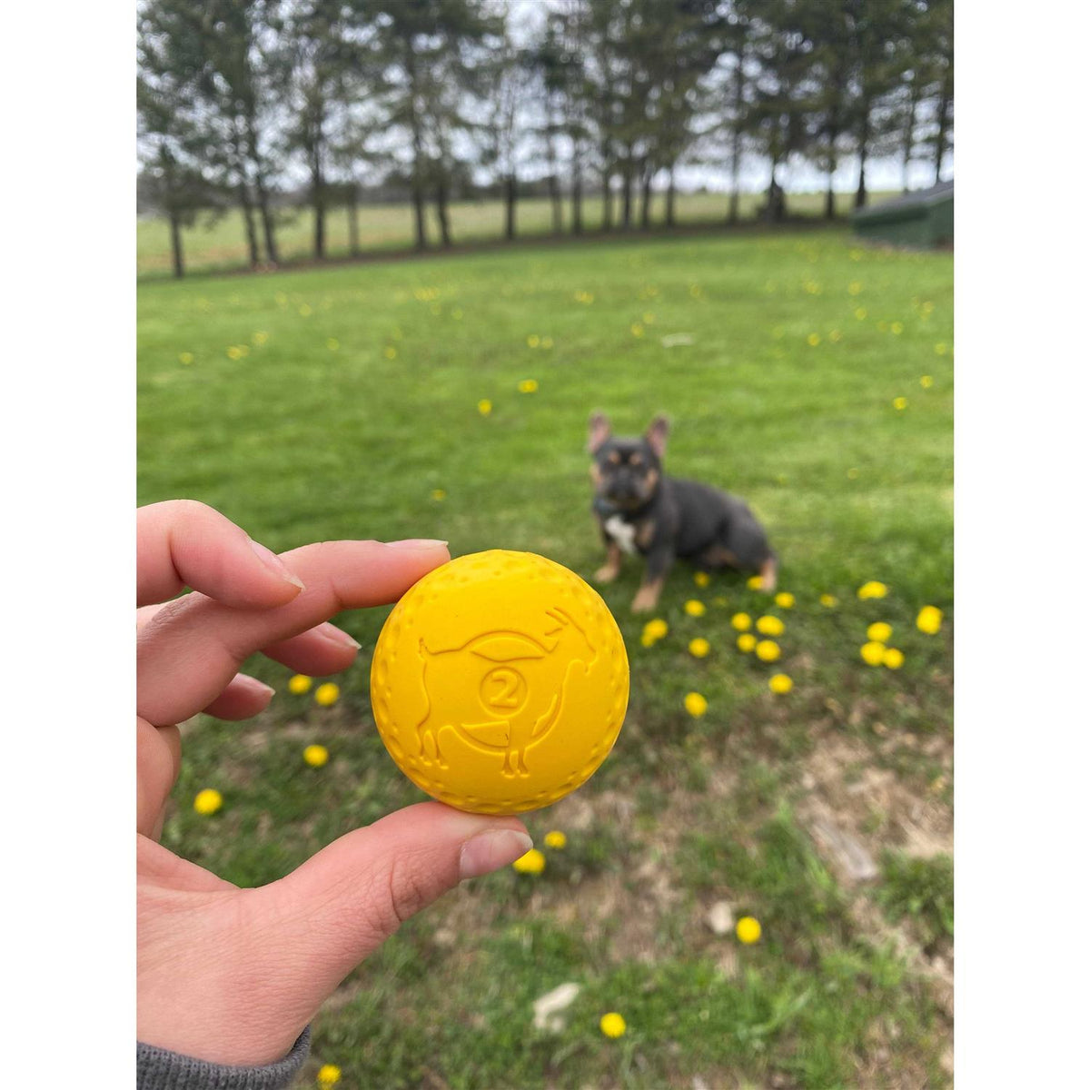 Goat Sport Ball Dog Toy D68684