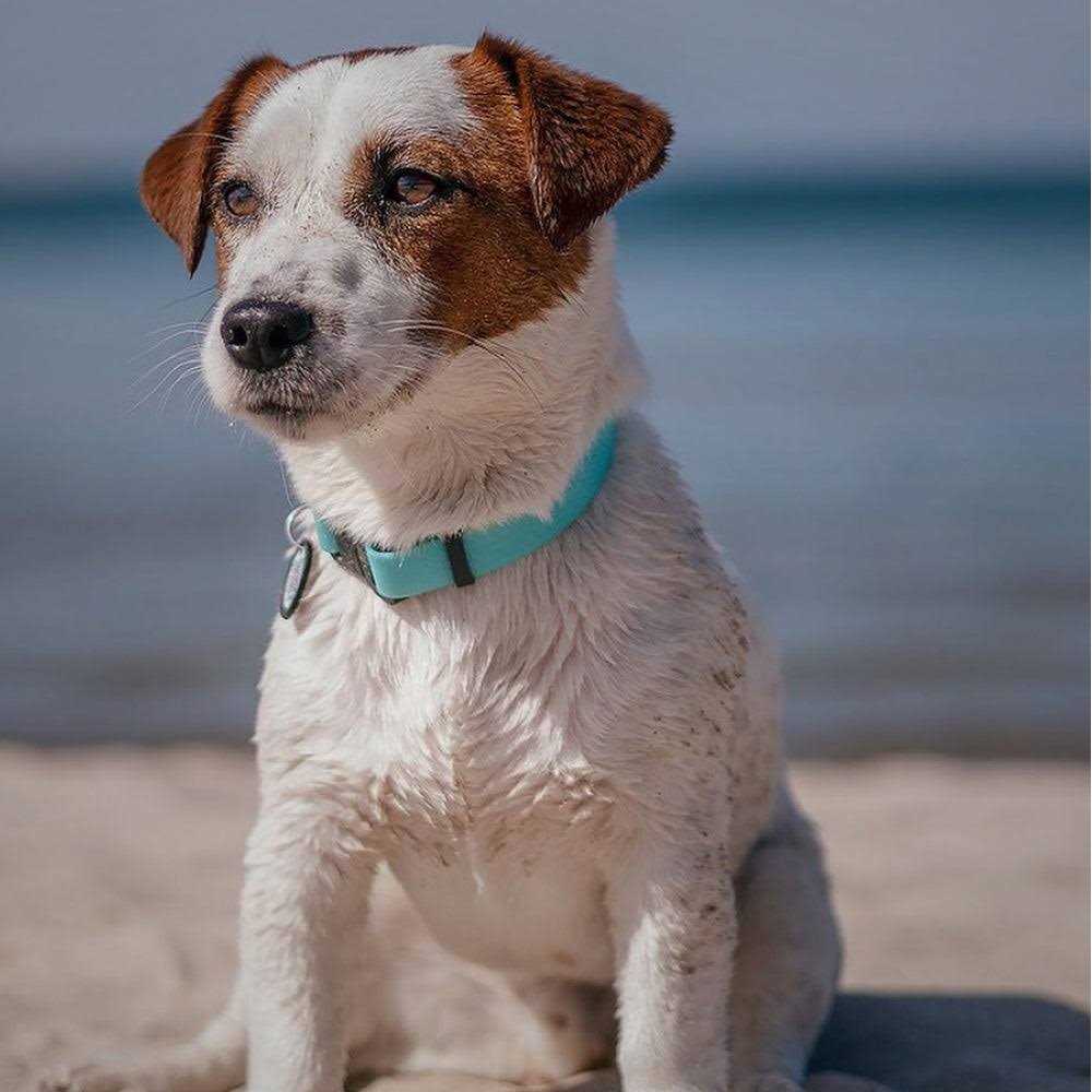 Waterproof Dog Collar with QR passport W145751