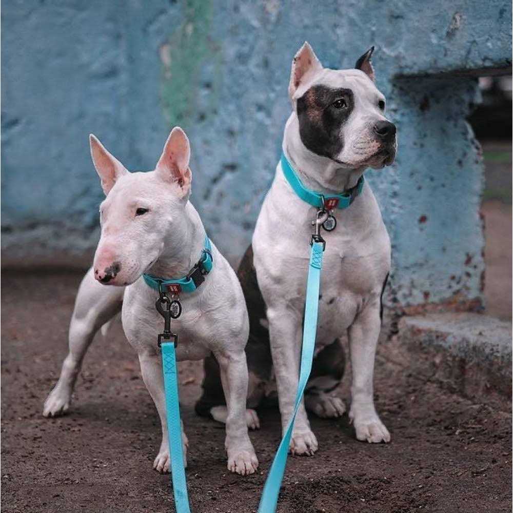 Waterproof Dog Collar with QR passport W145751