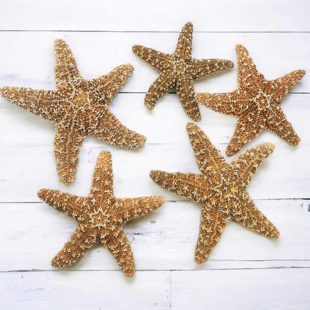 4 6 inch Starfish Decor M457