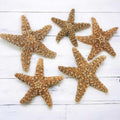 4 6 inch Starfish Decor M457