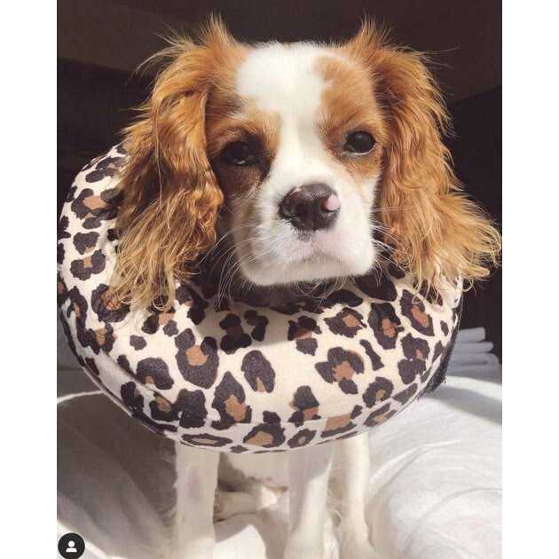 Dog & Cat Recovery Collar A470721