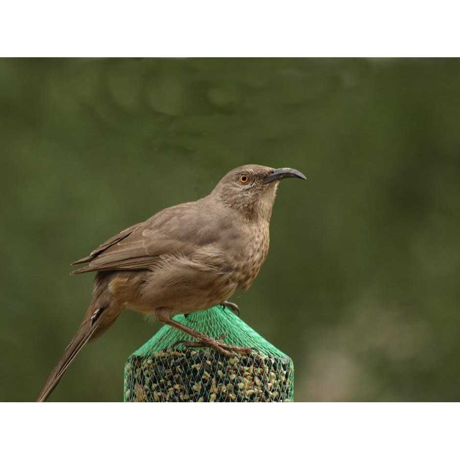 Wild Bird Feast Small Cylinder V4031