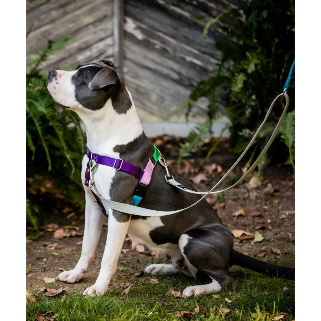 No Pull Dog Harness Leash R87210