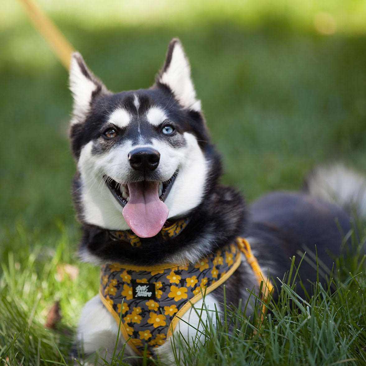 Adjustable Dog Harness V2674
