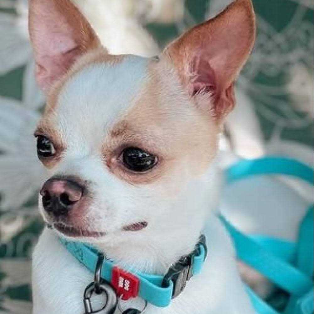 Waterproof Dog Collar with QR passport W145751